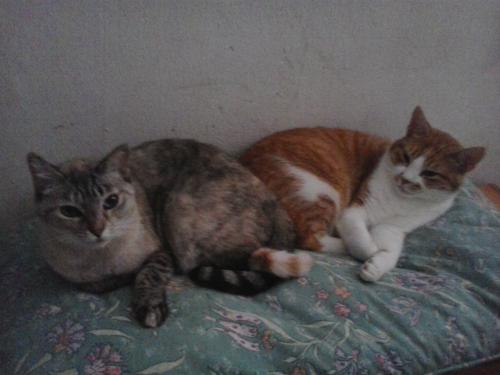 En mercadillo Apian estamos viendo cuando abrimos en demos