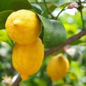 Limones