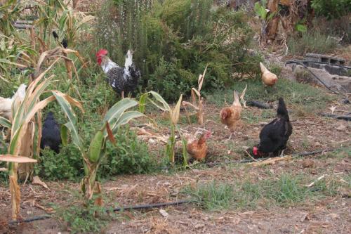 Trabajar y comer de lo que se planta, y tambien gana demos