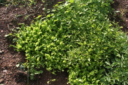 El Sistema naturale estará en el Mercademos de la Isleta 31 martes