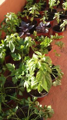 Macetitas de aromáticas en el mercademos de La Isleta 31 de mayo