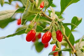 Mercademos en Santa Brigida sábado 17 