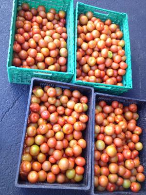 Tomates directos de la huerta en el Mercademos del proximo martes día 11 de abril en la Plaza del Pueblo en la Isleta