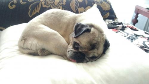 Hola! Busco a alguien que quiera quedarse unos días con mi gatita y mi perrito.