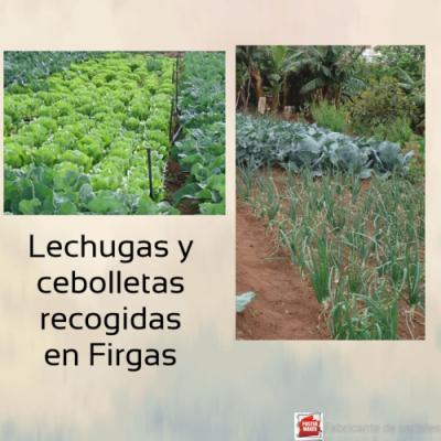 Lechugas y cebolletas recogidas en Firgas 