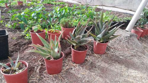 Plantas de Aloe hoy en Suárez Naranjo 