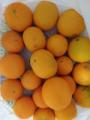 Naranjas de Fagagesto (Gáldar)